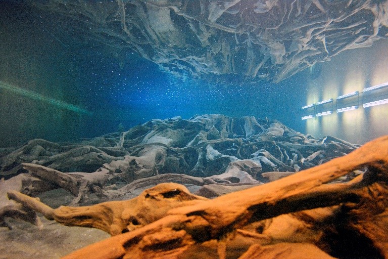 魚津埋沒林博物館